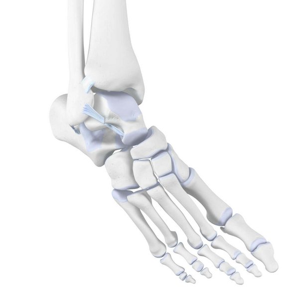 Darstellung der Anatomie des Sprunggelenks bei einem Supinationstrauma. Bei einem Supinationstrauma kann es zu Überdehnungen der Außenbänder des Fußes, Bänderrissen oder sogar Verletzungen des Knochens kommen.