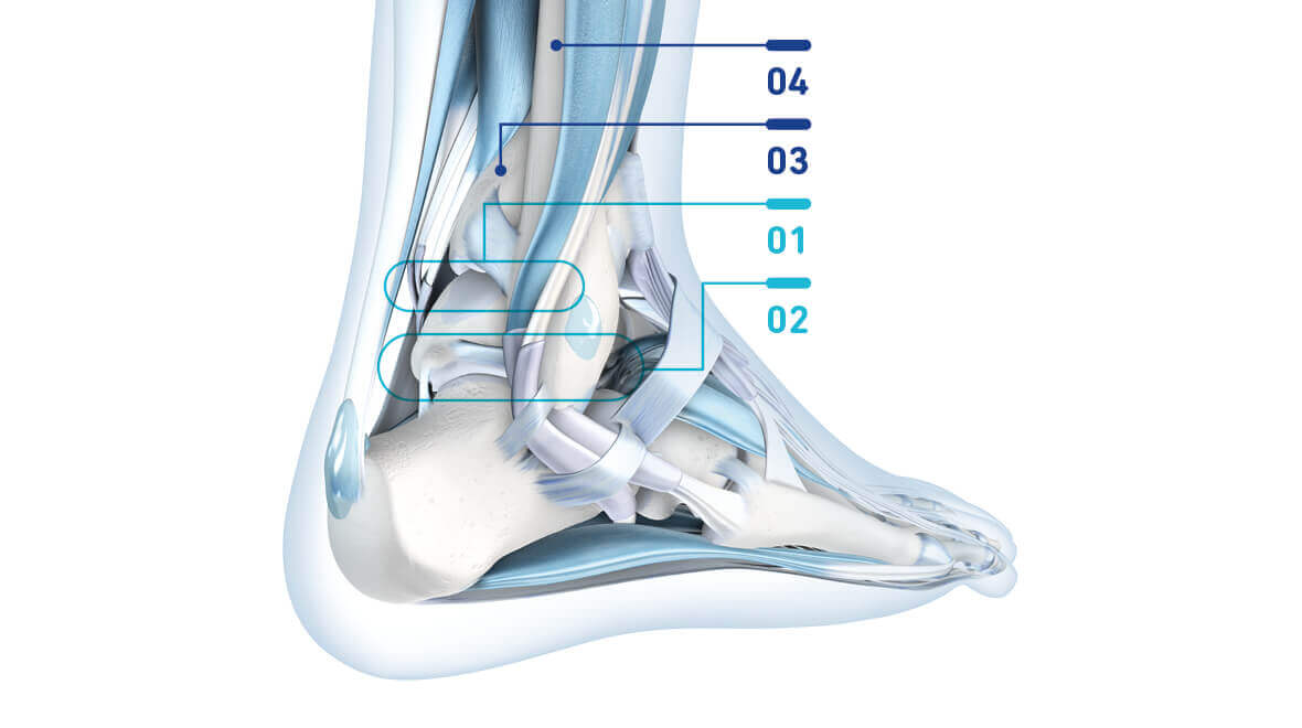 Illustration der Anatomie des Fußgelenks mit Nummerierung.